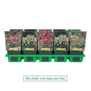 Dicentra spectabilis Dicentra formosa mix laag P11
(10 Plants/Order)(11cmP 25cmH)