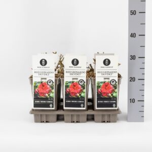Rosa Rosa (F) Red Leonardo da Vinci ®, C3
(6 Plants/Order)(17cmP 20cmH)