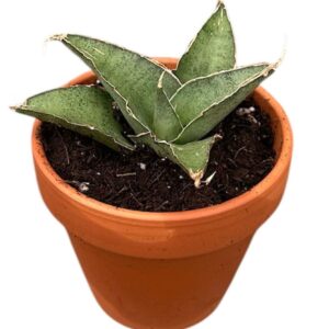 Sansevieria other Sansevieria Tower Gray
(2 Plants/Order)(8cmP 15cmH)