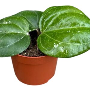 Hoya Hoya Sarawak Cream
(9 Plants/Order)(10.5cmP 15cmH)