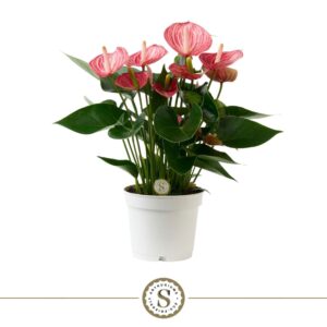 Anthurium (Andreanum Grp) Livium B Anthurium Livium Briljante 12cm
(6 Plants/Order)(12cmP 40cmH)
