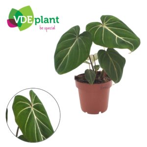Philodendron gloriosum Philodendron Gloriosum 12cm
(10 Plants/Order)(12cmP 25cmH)