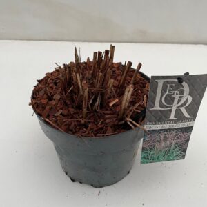 Miscanthus sinensis Ferner Osten Miscanthus 'Ferner Osten'
(1 Plants/Order)(19cmP 50cmH)