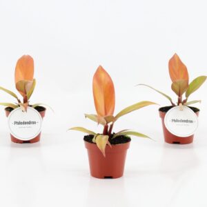 Philodendron Prince Of Orange Philodendron Prince of Orange
(12 Plants/Order)(6cmP 15cmH)