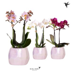 Phalaenopsis Multiflora Kolibri Orchids Phalaenopsis mix 2 spike mix in Pearl Pot pink
(5 Plants/Order)(9cmP 40cmH)
