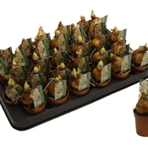Narcissus Bridal Crown Narcissus abba
(30 Plants/Order)(5cmP 10cmH)