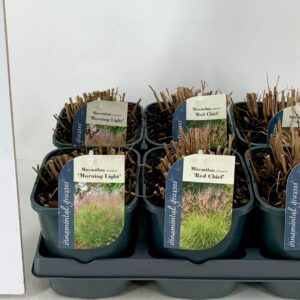 Miscanthus sinensis Miscanthus mix V2
(6 Plants/Order)(17cmP 20cmH)