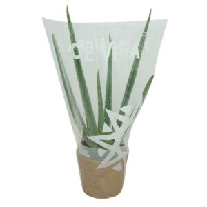 Aloe vera Aloë vera 10,5 cm in hoes
(10 Plants/Order)(10.5cmP 30cmH)