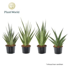 Sansevieria Cylindrica Sansevieria Prestige mix
(7 Plants/Order)(14cmP 55cmH)
