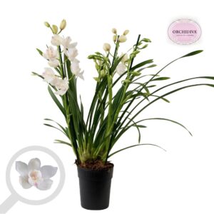 Cymbidium Snow White 3-4 spike
(7 Plants/Order)(14cmP 75cmH)
