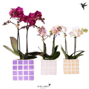 Phalaenopsis Multiflora Kolibri Orchids Phalaenopsis mix 2 spike in Mosa Pot pink mix
(6 Plants/Order)(9cmP 40cmH)