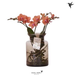 Phalaenopsis other orange (meerder Kolibri Orchids Phalaenopsis Roots orange in Glas stolp brown
(3 Plants/Order)(16cmP 50cmH)