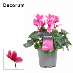Cyclamen Lovely Moments Cyclaam Lovely Moments (Decorum)
(7 Plants/Order)(12cmP 30cmH)