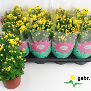 Chrysanthemum Rainbow Lake Worth Chrysanthemum Lake Worth Stadium 1
(8 Plants/Order)(14cmP 27cmH)