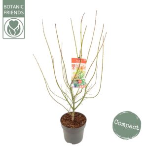 Acer palmatum Jerre Schwartz Acer palm. 'Jerre Schwartz'
(1 Plants/Order)(29cmP 110cmH)