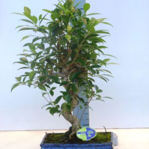 Bonsai dwergvorm loofhout Ficus retusa, 30cm., shape, without drip tray
(2 Plants/Order)(30cmP 50cmH)