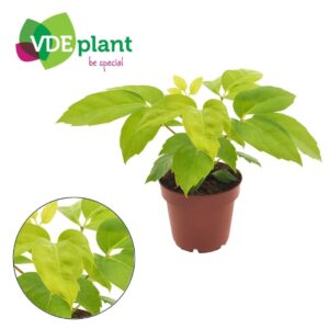 Schefflera actinophylla Schefflera amate “Golden” 12cm
(10 Plants/Order)(12cmP 30cmH)