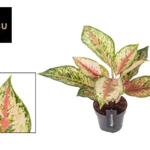 Aglaonema Painted Celebration Aglaonema Painted Celebration
(6 Plants/Order)(12cmP 40cmH)