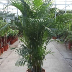 Chrysalidocarpus Dypsis lutescens (Areca)
(1 Plants/Order)(45cmP 220cmH)