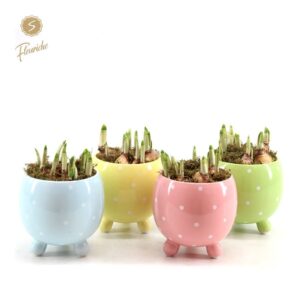 Arrangementen Tete a Tete (3412) Narcissus Dotted Spring Pot [L] Mos
(4 Plants/Order)(12cmP 20cmH)