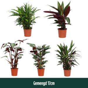 Calathea Calathea 17cm mixed - Living
(1 Plants/Order)(17cmP 65cmH)