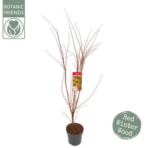 Acer palmatum Sangokaku Acer palm. 'Sangokaku'
(1 Plants/Order)(29cmP 185cmH)