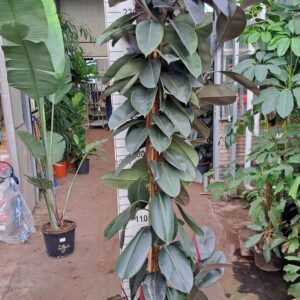Ficus Elastica Abidjan Ficus Elastica Abidjan vertakte toef 250
(1 Plants/Order)(30cmP 250cmH)