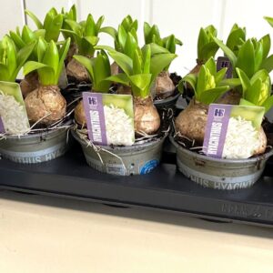 Hyacinthus White Pearl Hyacinthus White Pearl
(10 Plants/Order)(12cmP 15cmH)