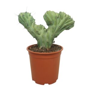 Cereus Myrtillocactus geometrizans cristaat 24 cm
(2 Plants/Order)(24cmP 40cmH)