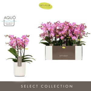 Phalaenopsis Multifl. typ Honeybee Optimost Honeybee 4 spike in Molise White Aquo
(6 Plants/Order)(12cmP 45cmH)