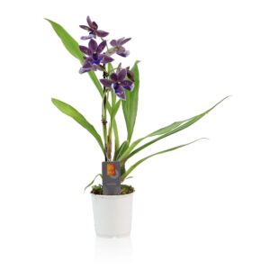 Zygopetalum Impasto Blue Inca Zygopetalum Impasto Blue 1 spike 9cm
(6 Plants/Order)(9cmP 30cmH)