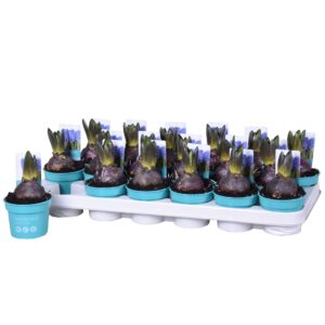 Hyacinthus Blue Star Hyacinthus Blue Star 'Diamond Collection' 9cm
(18 Plants/Order)(9cmP 15cmH)