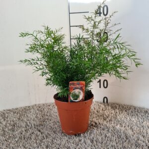 Asparagus Cwebe Asparagus densiflorus Cwebe
(8 Plants/Order)(13cmP 30cmH)