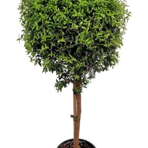 Myrtus communis Myrtus Communis Stem - 1091
(1 Plants/Order)(19cmP 80cmH)