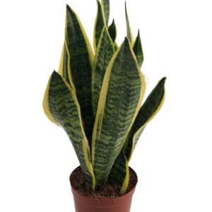 Sansevieria Futura Superba Sansevieria Superba 3pp
(8 Plants/Order)(14cmP 45cmH)