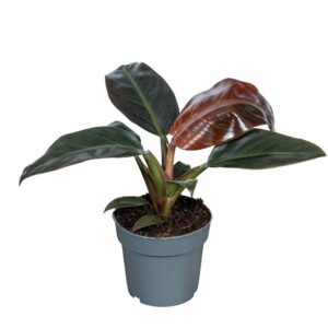 Philodendron Imperial Red Philodendron Imperial Red 14cm
(8 Plants/Order)(14cmP 40cmH)