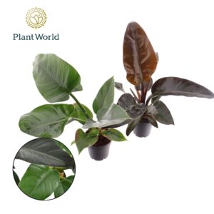 Philodendron Philodendron mix Imperial Green & Red
(10 Plants/Order)(12cmP 40cmH)