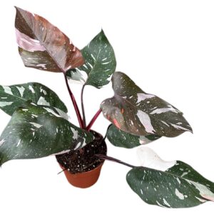 Philodendron Philodendron Red Anderson Pink
(4 Plants/Order)(14cmP 40cmH)