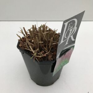 Miscanthus Red Chief Miscanthus 'Red Chief'
(6 Plants/Order)(17cmP 30cmH)