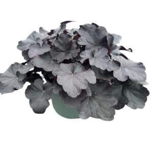 Heuchera Obsidan
(1 Plants/Order)(19cmP 25cmH)