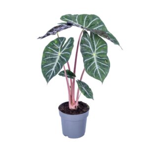 Alocasia Alocasia Pink Dragon 17cm
(6 Plants/Order)(17cmP 65cmH)