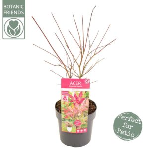 Acer palmatum Beni-maiko Acer palm. 'Beni-maiko'
(5 Plants/Order)(19cmP 55cmH)