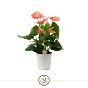 Anthurium (Andreanum Grp) Livium OR Livium Orange 9cm
(18 Plants/Order)(9cmP 30cmH)