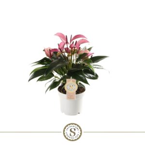 Anthurium Zizou Zizou 12cm
(10 Plants/Order)(12cmP 40cmH)