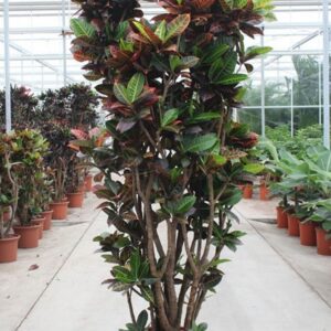 Codiaeum Petra Codiaeum Petra (Croton)
(1 Plants/Order)(50cmP 240cmH)