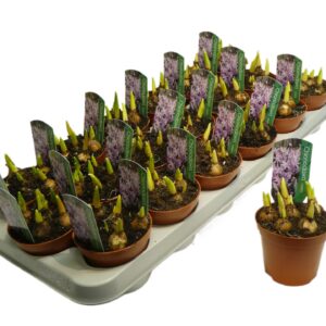 Chionodoxa Chionodoxa rosea
(18 Plants/Order)(9cmP 12cmH)
