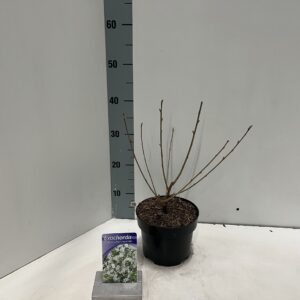 Exochorda racemosa Exochorda racemosa Blushing Pearl (Huibl'PBR)
(1 Plants/Order)(17cmP 30cmH)