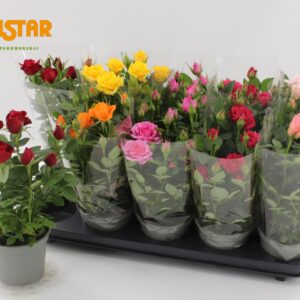 Rosa Lotz of mixed 5 Colours 12 cm Roses Blanco hoes Jewel
(10 Plants/Order)(12cmP 28cmH)