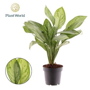 Aglaonema Maria Christina Aglaonema Maria Christina
(14 Plants/Order)(12cmP 40cmH)