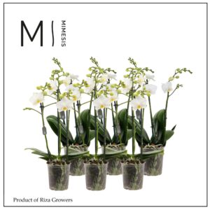 Phalaenopsis Multiflora Phalaenopsis Multi White 3 spike - 12cm | Mimesis
(5 Plants/Order)(12cmP 50cmH)